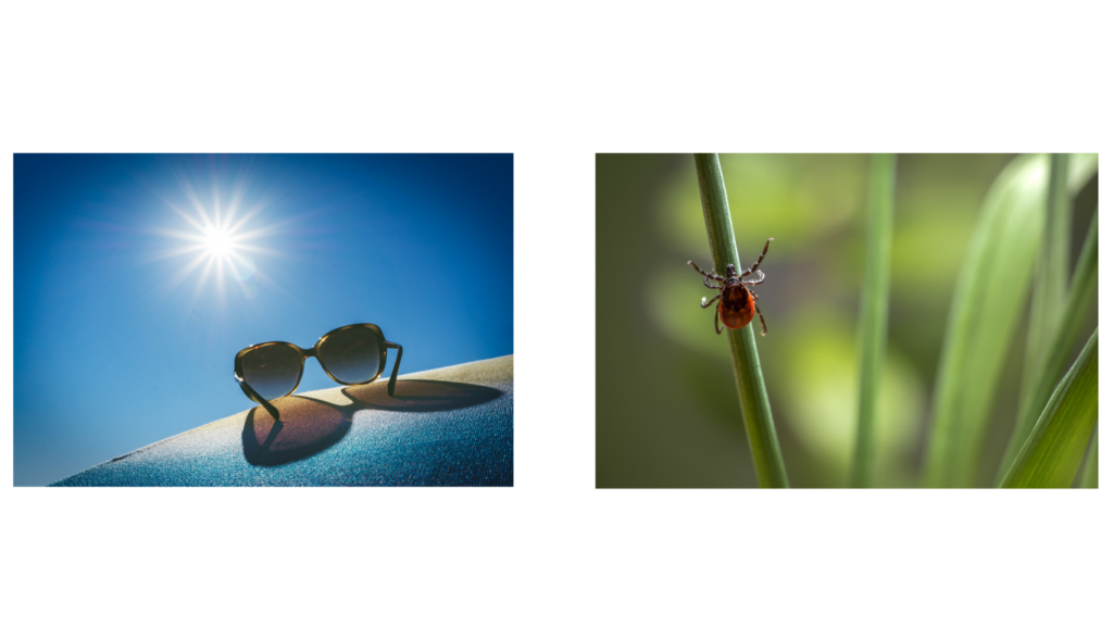 Graphic of sunglasses on a hot day and a tick on a blade of grass