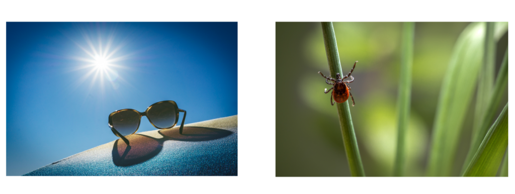 images of sunglasses on hot summer day and a tick laying in wait on a blade of glass